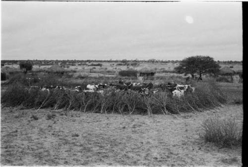 Cattle in the clearing of the village near Kungwane