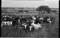 Cattle in a kraal