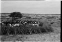 Cattle in the kraal