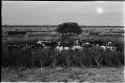 Cattle in the kraal