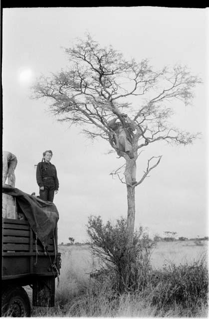 Expedition staff member in a tree with binoculars; Elizabeth Marshall Thomas on top of a truck