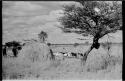 Goats by a hut at Kungwane