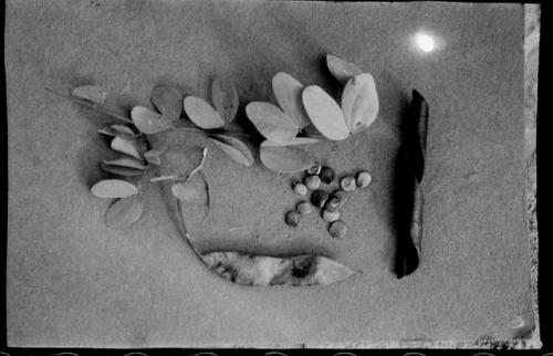 Plants, leaves, seeds, a seed pod on a white background