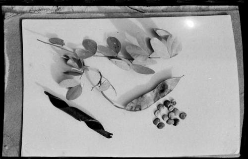 Plants, leaves, seeds, a seed pod on a white background