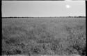 Grass with brush and scrub trees on the horizon