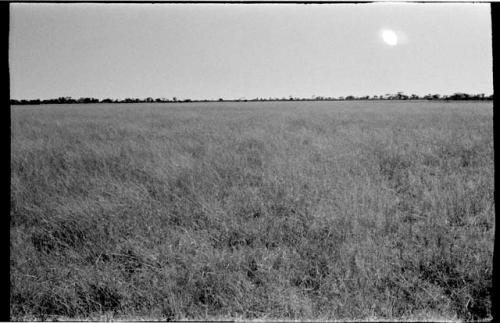 Grass with brush and scrub trees on the horizon