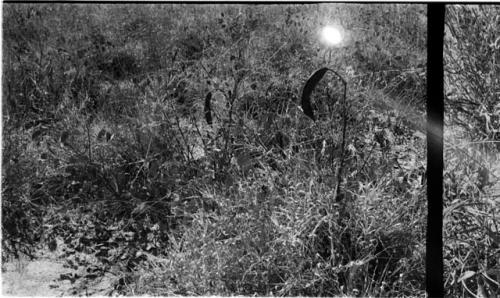 Plants with seed pods in the grass