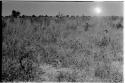 Plants with seed pods in the tall grass