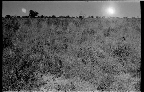 Plants with seed pods in the tall grass