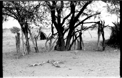 Trees and posts; hut in the distance