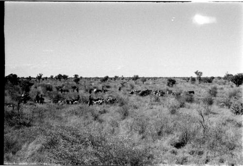 Group of people and animals moving to a new encampment