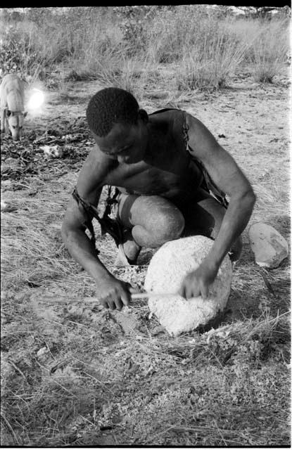 Ngwagetse scraping a water root