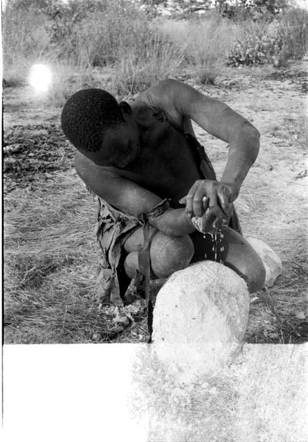 Ngwagetse scraping a water root