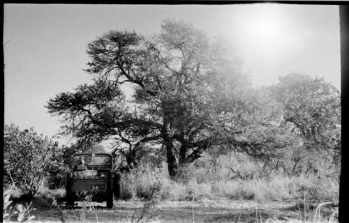 Truck, trees, grass, and sky