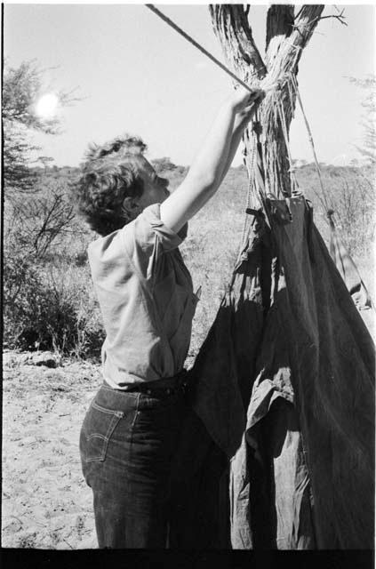 Elizabeth Marshall Thomas putting up a tent