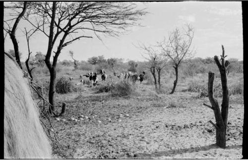 Herd of goats at Chukudu