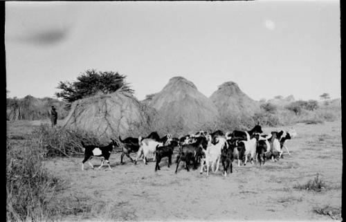 Herd of goats