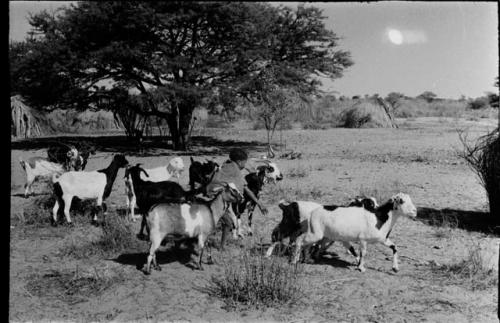 Boy with a herd of goats