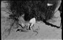 Boy holding a goat's back hoof, putting into goat enclosure