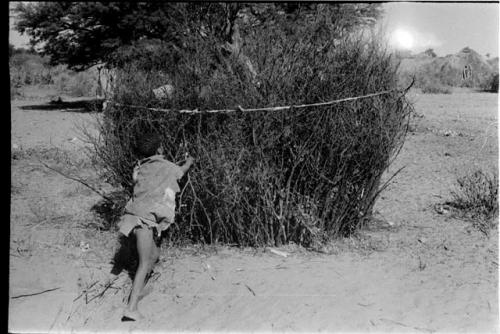 The goat enclosure, brush with string tied around it; boy adding brush?