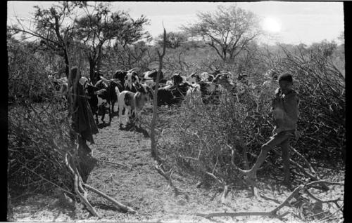 Herd of goats in enclosure; boy standing outside and a woman standing inside the enclosure