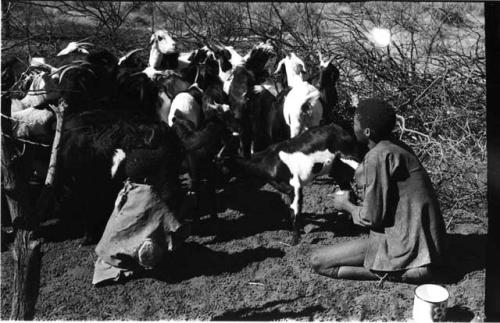 Two boys in the goat enclosure; one milking goat