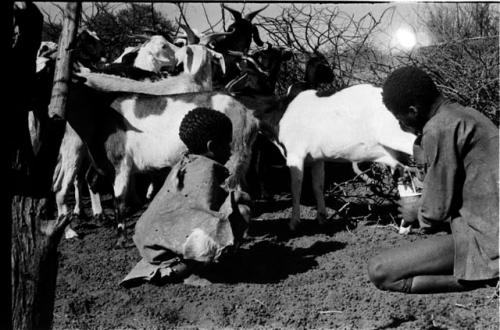 Boy milking goat while another boy watches, in goat enclosure