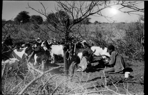 Boy milking goat while another boy watches, in goat enclosure