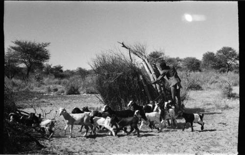 Herd of goats; boy in the background