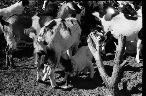 Herd of goats, close-up