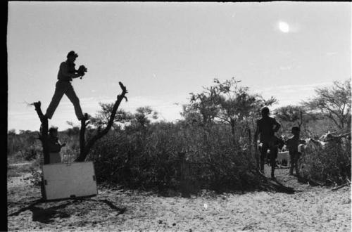 John Marshall straddling two tree trunks, filming; Elizabeth Marshall Thomas below