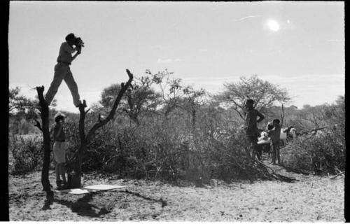 John Marshall straddling two tree trunks, filming; Elizabeth Marshall Thomas below