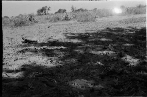 Ground, trees in distance