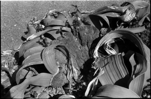 Welwitschia