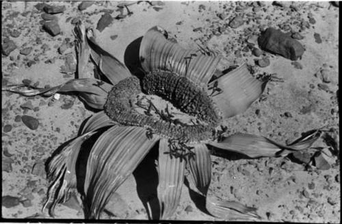 Welwitschia, close-up