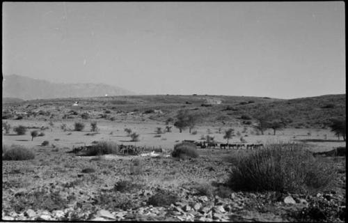 People standing next to a cart pulled by horses or mules, and cattle in enclosure