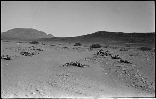 Welwitschia