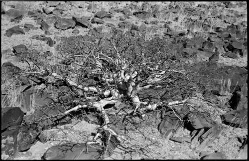 Twisted tree, and rocky ground