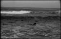 Seals swimming in ocean