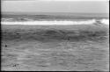 Seals swimming in ocean