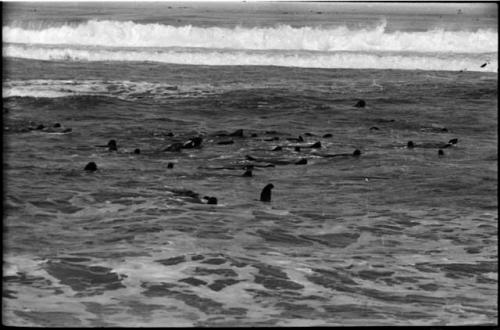 Seals swimming in ocean