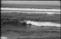 Seals swimming in ocean