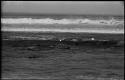 Seals swimming in ocean