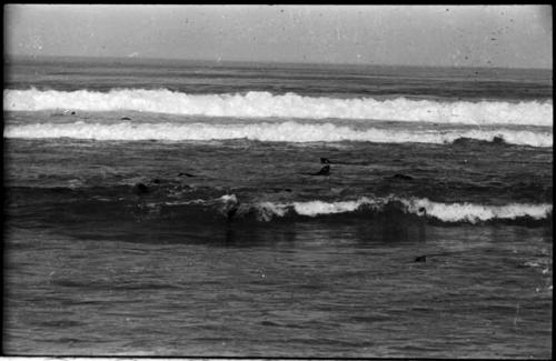 Seals swimming in ocean