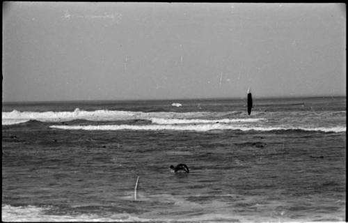 Seals swimming in ocean