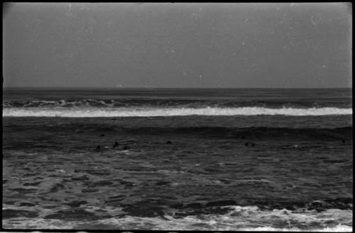 Seals swimming in ocean