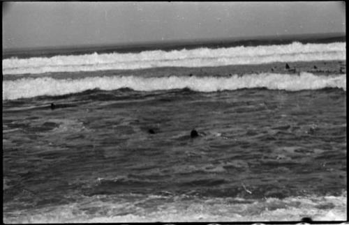 Seals swimming in ocean