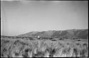 Landscape, with grass and brush, mountains in distance