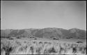 Landscape, with grass and brush, mountains in distance