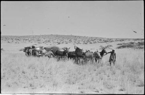 Men using mules to pull an expedition truck